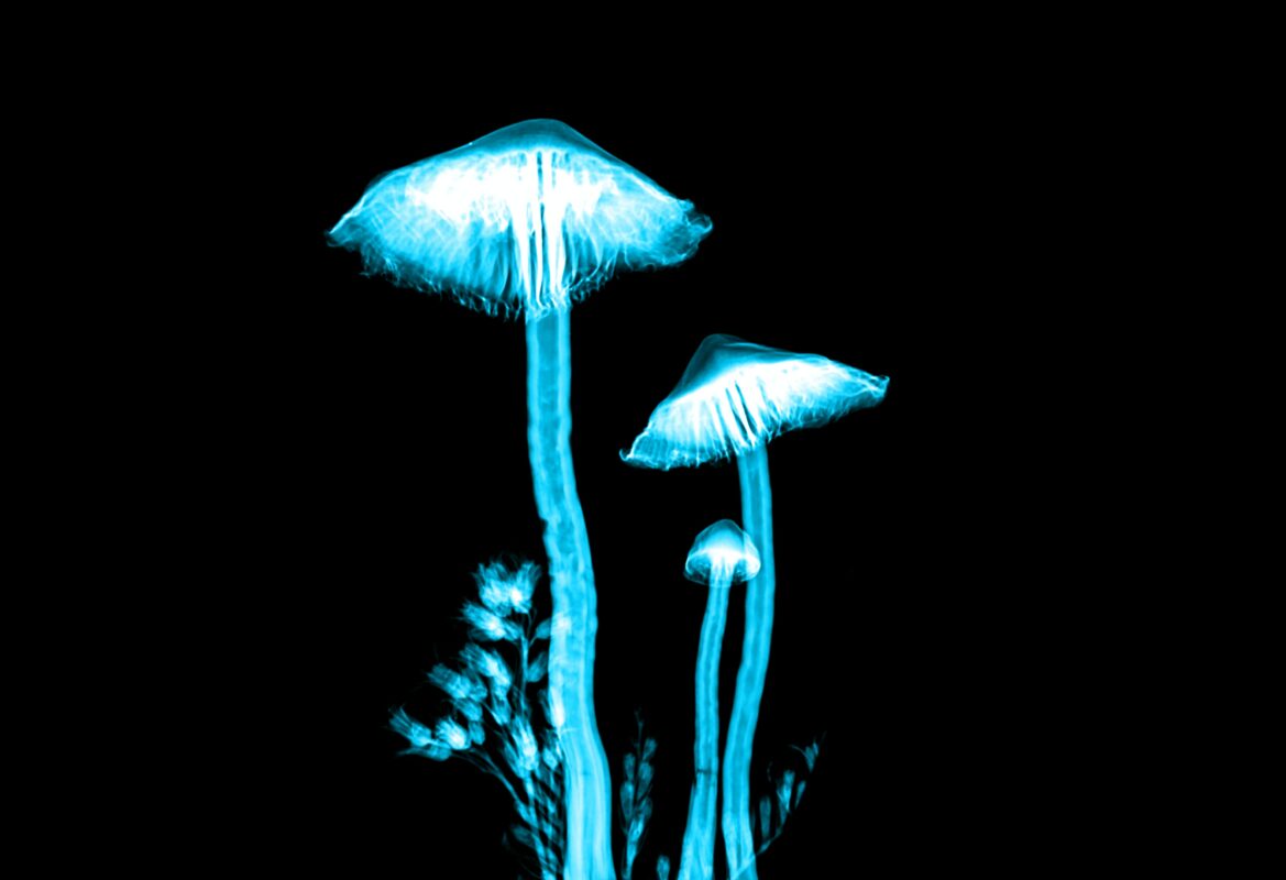 LSD microsoderen