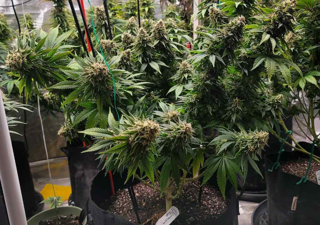 White Widow zaadjes kopen