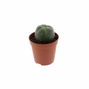 Peyote Cactus 4-5 cm Kopen