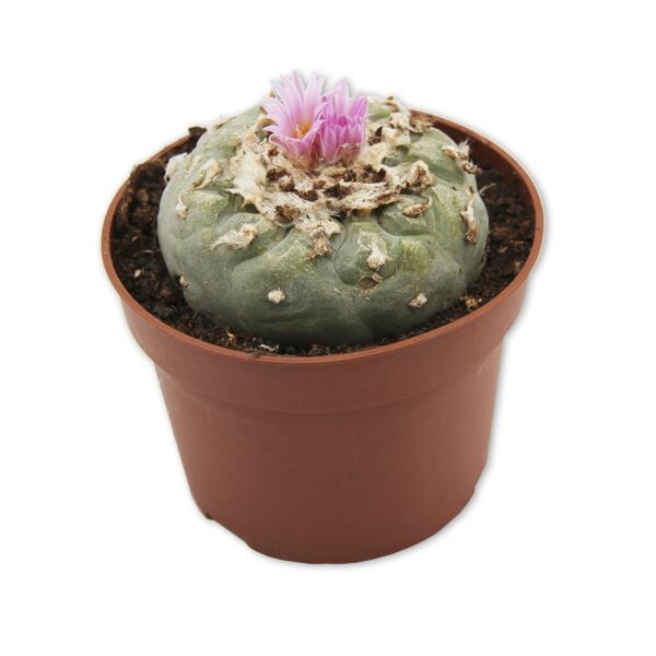 Peyote Cactus 5-7 cm Kopen