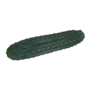 San Pedro cutting Pachanoi 25 - 29 cm Kopen